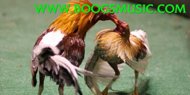 Đá Gà Trực Tiếp - 1bet